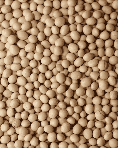 Soy beans